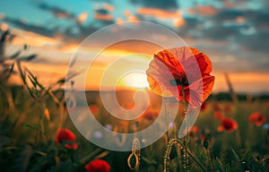 Red poppy in the field at sunset