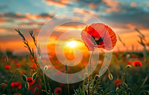 Red poppy in the field at sunset