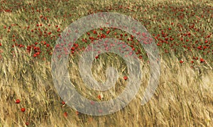 Red poppy field with yellow wheats, outdoor, panoramic