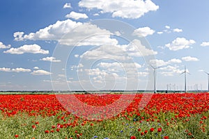 Red poppy fields