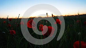 Red poppy fields with a blurred background