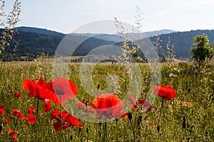 Red poppy fields and other green gras in mountains in countryside in Croatia