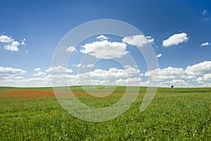 Red poppy fields and white clouds in the sky