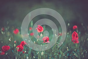 Red poppy flower