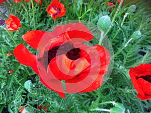 Red poppy flower