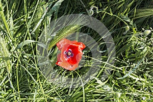 Red poppy flower