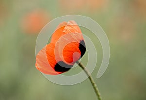 red poppy flower