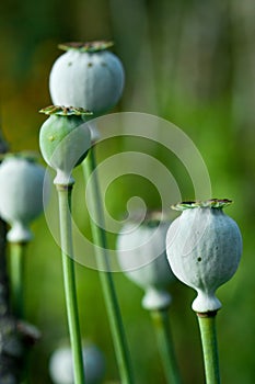 Red poppy flower