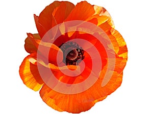 Red poppy flower