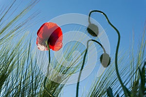 Red poppy flower