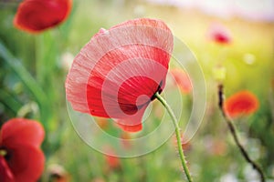 Red Poppy flower