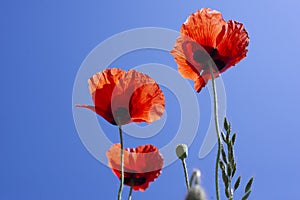 Red poppy flower. Against the background of the blue