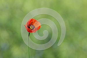 Red poppy flower against green grass