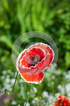 Red poppy flower against the rays of sun