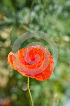 Red poppy flower against the rays of sun