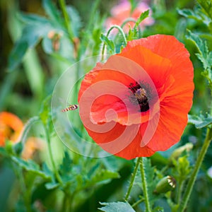 Red poppy flower against the rays of sun