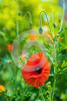 Red poppy flower against the rays of sun