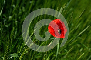 Red poppy flower on the background of a green summer field of wheat close-up