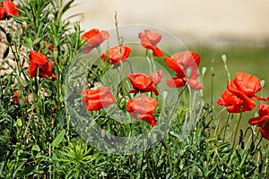 Red poppy flower