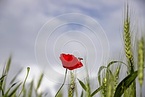 Red poppy flower with bee above it surrounded by green ears of wheat