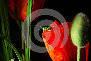 Red poppy flower on a black background