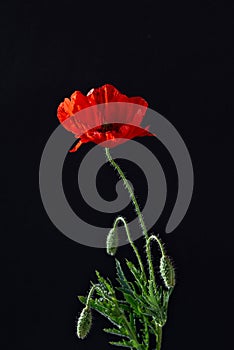 Red poppy flower on black background. Flander poppy. Lest we foget concept. Aesthetic floral minimalist composition photo