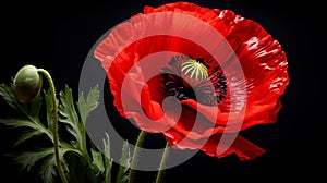 Red poppy flower on black background. Remembrance Day, Armistice Day, Anzac day symbol