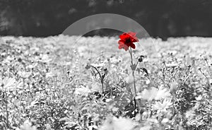 Red Poppy Flower On Black And White Background