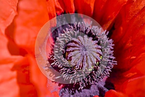 Red poppy flower on bloom close up