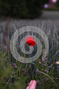 Red Poppy Flower Blooming in a Field of Wheat