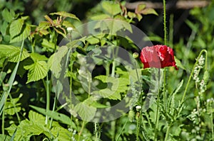 Red poppy flower blooming in the green grass in the garden in the sunlight in the summer. Background wallpaper image for