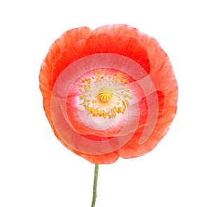 Red poppy flower blossom bright isolated on the white