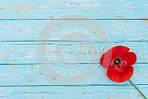 Red poppy flower on blue wooden background for Rememberance Day with copy space