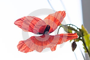 Red poppy flower on blurred background. Close up, top view, backlit, copy space, macro.