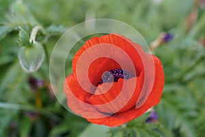 red poppy flower on blurry green background with green buds