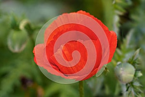 red poppy flower on blurry green background with green buds