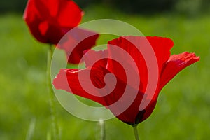 Red poppy flower on a blurry green background