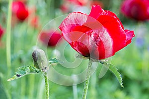Red poppy with flower bud
