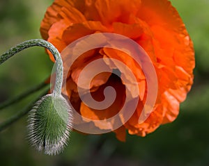 Red poppy flower with a bud closeup