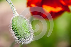 Red poppy flower with a bud closeup