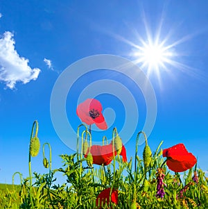 red poppy flower bush under a sparkle sun