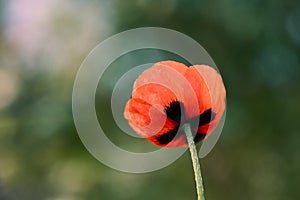 Red poppy flower close-up