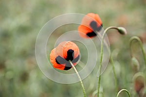 Red poppy flower close-up