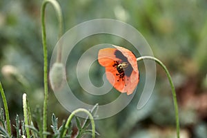 Red poppy flower close-up