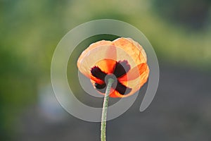 Red poppy flower close-up