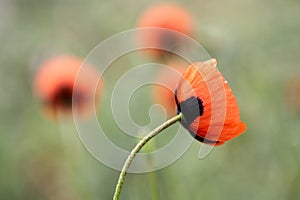 Red poppy flower close-up