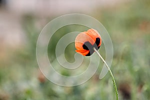 red poppy flower close-up