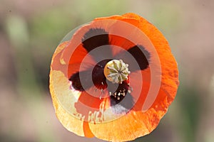 Red poppy flower close-up