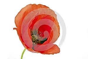 Red poppy flower close up