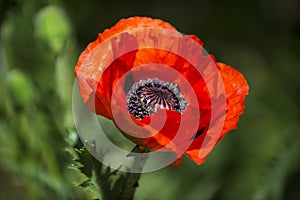 Red poppy flower, close up in the Garden with blurry green background